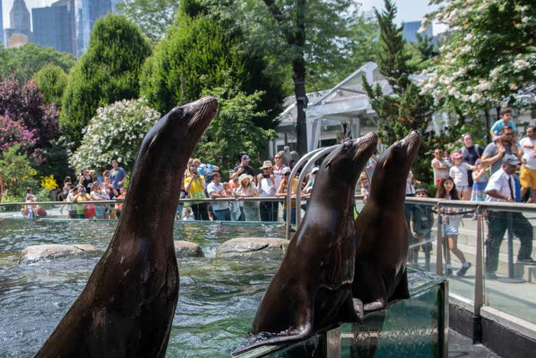 Enjoy seeing the playful sea lions!