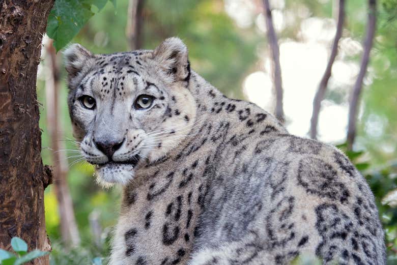 Admire the majestic snow leopard