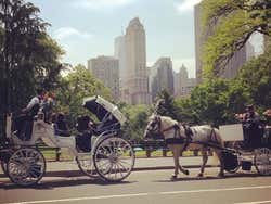 Horse drawn carriage in Central Park