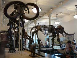 American Natural History Museum, dinosaurs