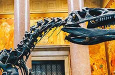 New York Travel Guide